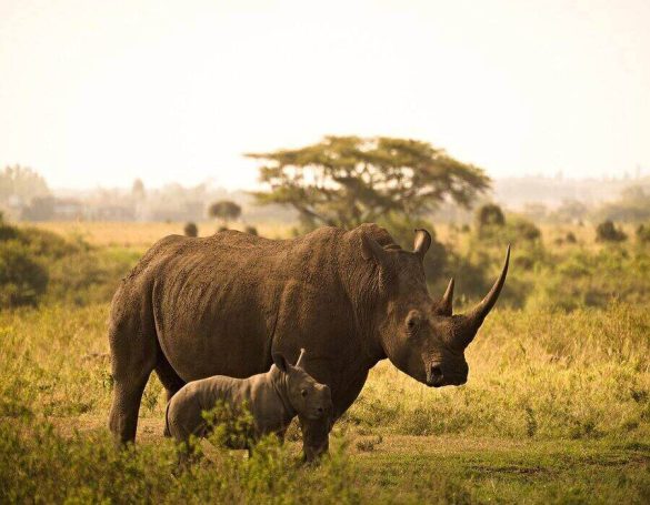 vacances au Kenya